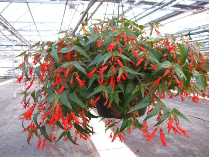 Begonia boliviensis 'Bonfire'