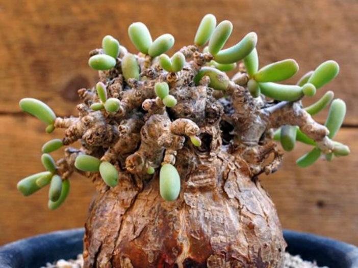 Ceraria pygmaea