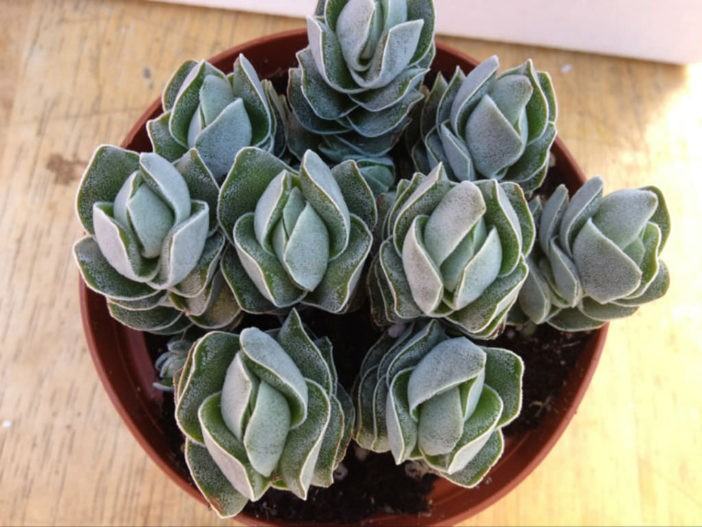 Crassula 'Ivory Pagoda'
