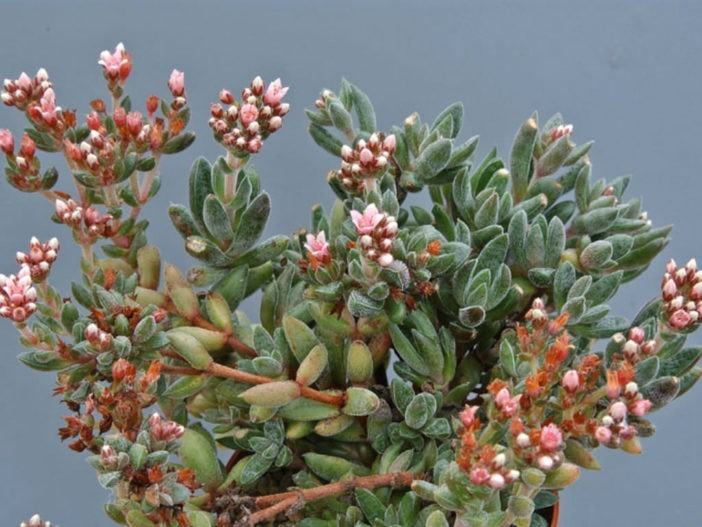 Crassula 'Justus Corderoy'