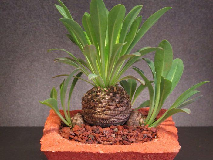 Euphorbia bupleurifolia (Pine Cone Plant)