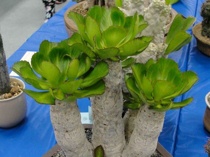 Euphorbia unispina (Candle Plant)