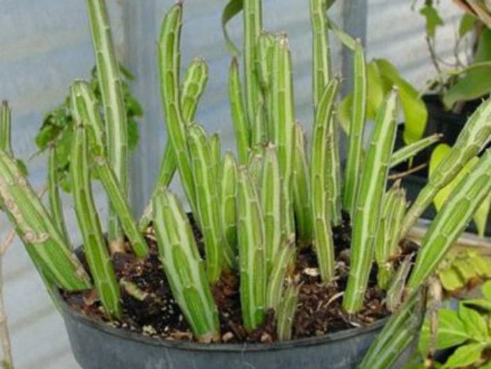 Kleinia stapeliiformis (Pickle Plant) aka Senecio stapeliiformis