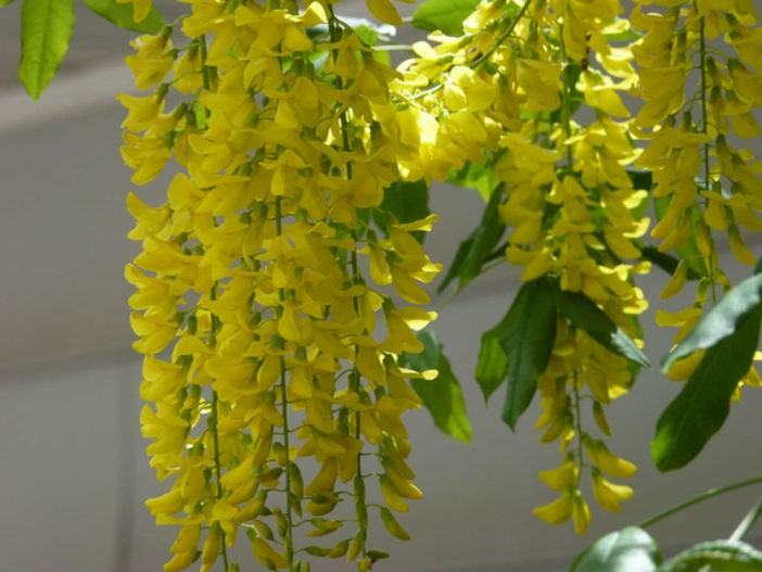 Laburnum x watereri - Golden Chain Tree