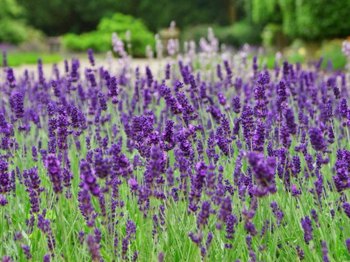 Lavandula latifolia - Spike Lavender