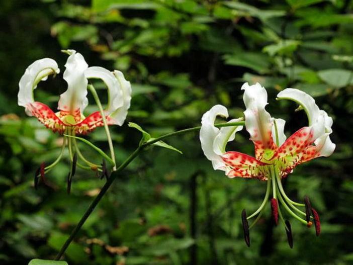Lilium speciosum var. gloriosoides - Showy Lily