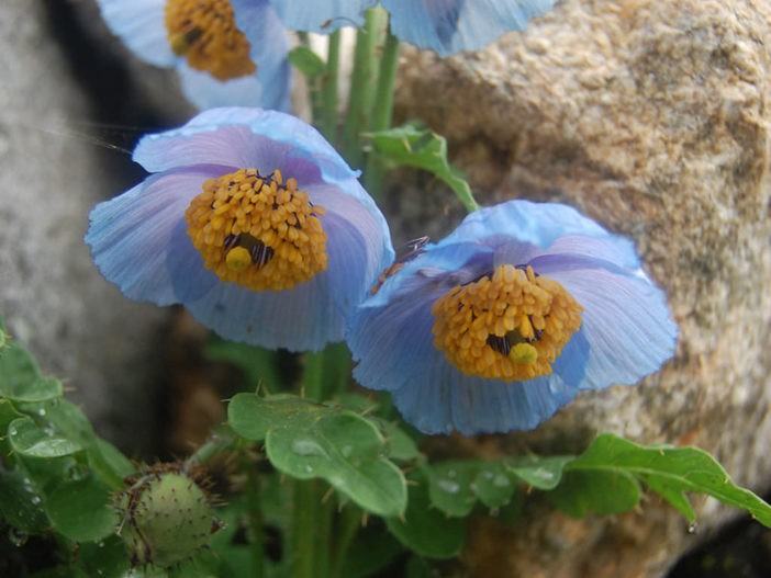 Meconopsis aculeata - Blue Poppy