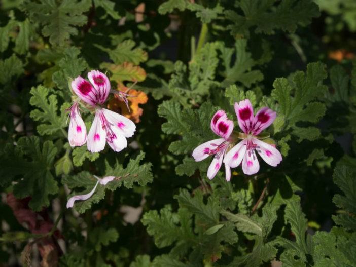 Pelargonium quercifolium (Oak-leaved Geranium)