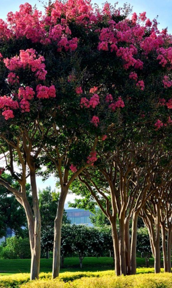 Yaz İçin Çiçekli Ağaçlar – Yaz Zamanı Çiçekli Ağaçlar
