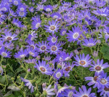 Cineraria Mavi Papatya Bilgisi – Mavi Papatya Bitkileri Nasıl Yetiştirilir