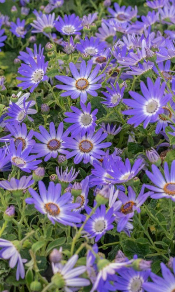 Cineraria Mavi Papatya Bilgisi – Mavi Papatya Bitkileri Nasıl Yetiştirilir