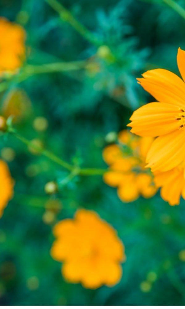 Kükürt Kozmos Bilgisi – Meksika Aster Çiçeği Nasıl Yetiştirilir