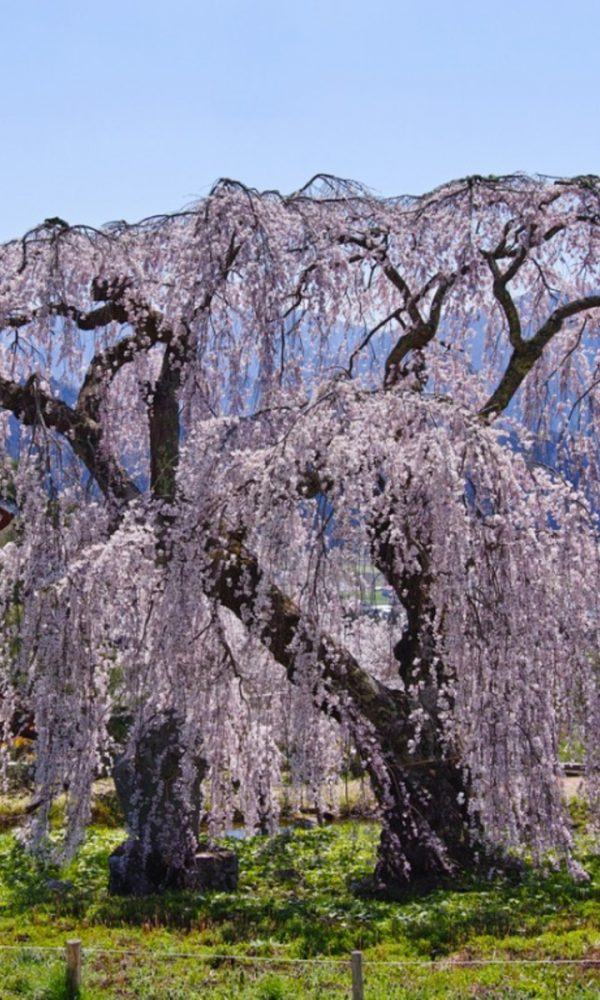 En İyi Çiçekli Ağlayan Ağaçlar – Pembe Çiçekli Ağlayan Ağaçlar Ve Daha Fazlası
