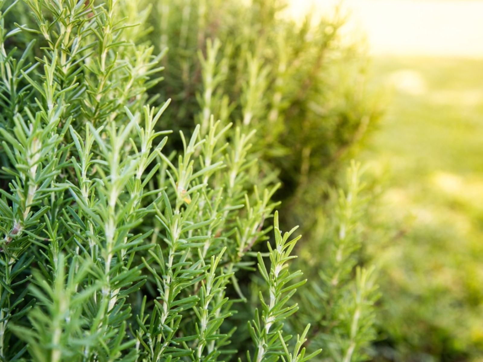 Kumlu Toprak İçin Tam Güneş Bitkileri – Büyüyen Tam Güneş Kum Bitkileri