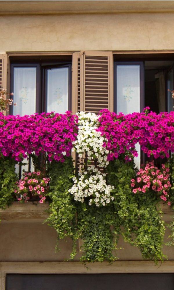Balkon Çiçek Bahçesi Büyütün – Balkon Çiçek Bakımı