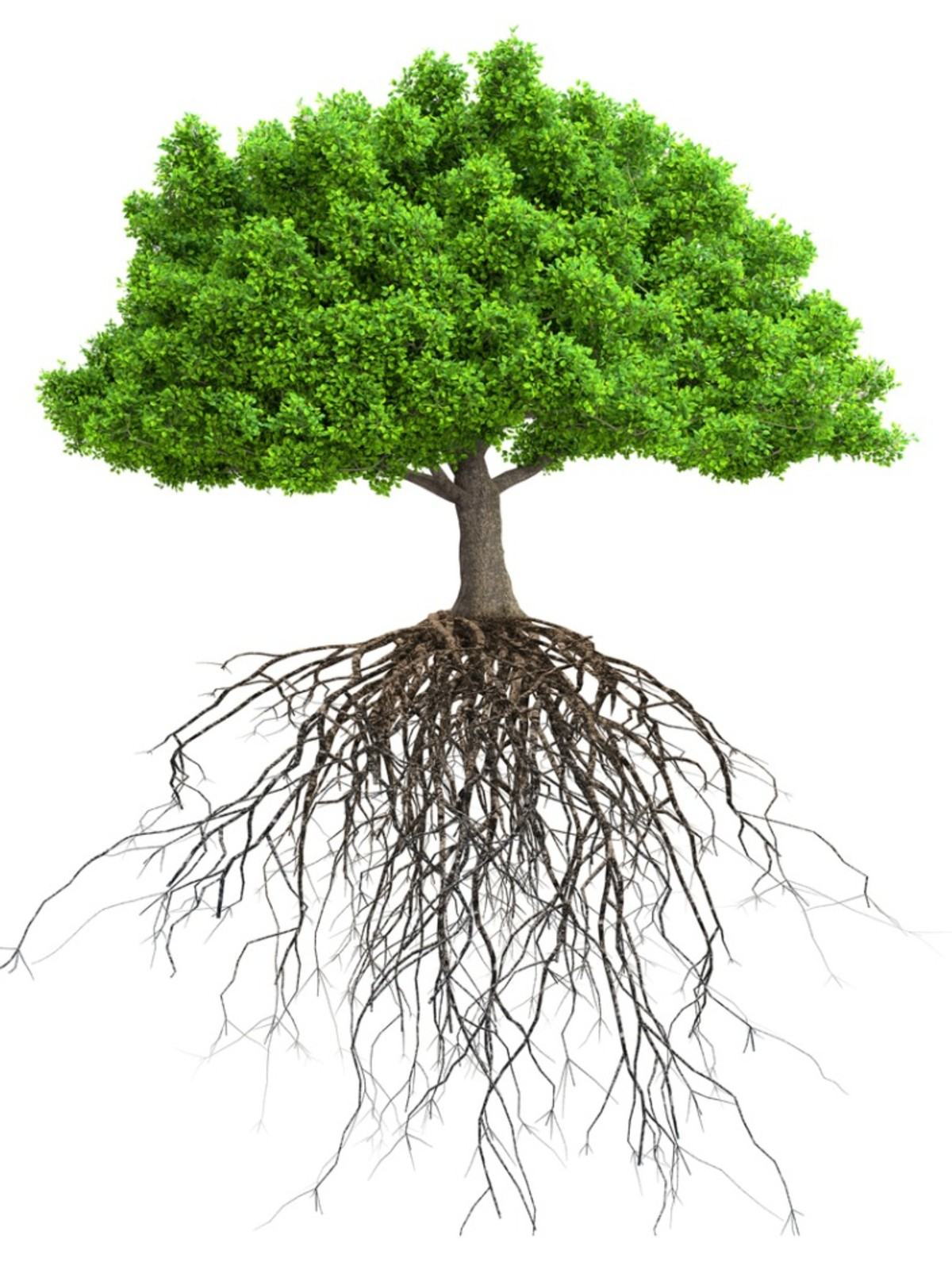 Farklı Ağaç Parçaları ve İşlevleri: Çocuklar İçin Bir Ağacın Parçaları Dersi