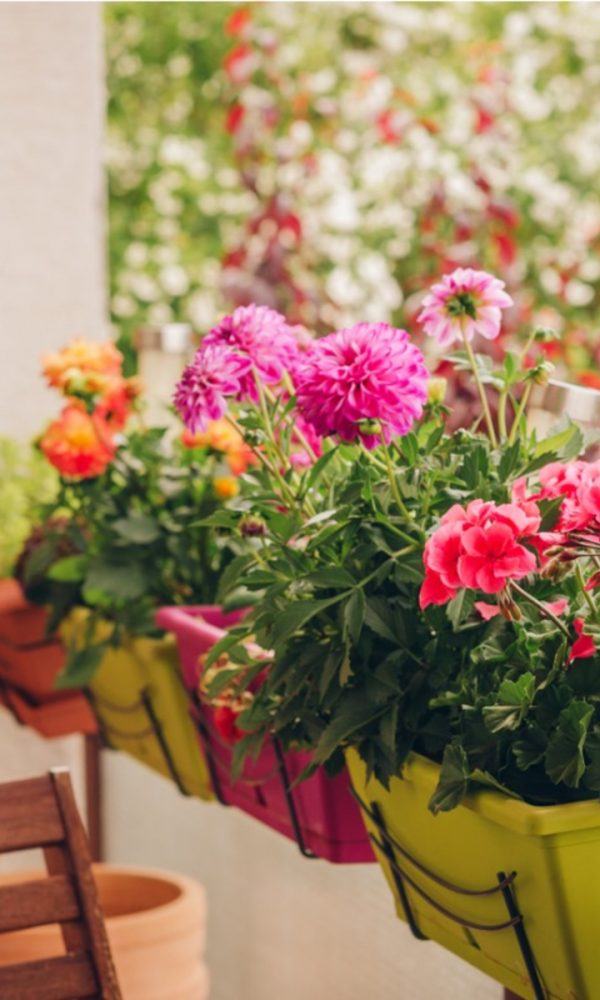 En İyi Balkon Bitkileri – Büyüyen Balkon Bitkileri Ve Çiçekler