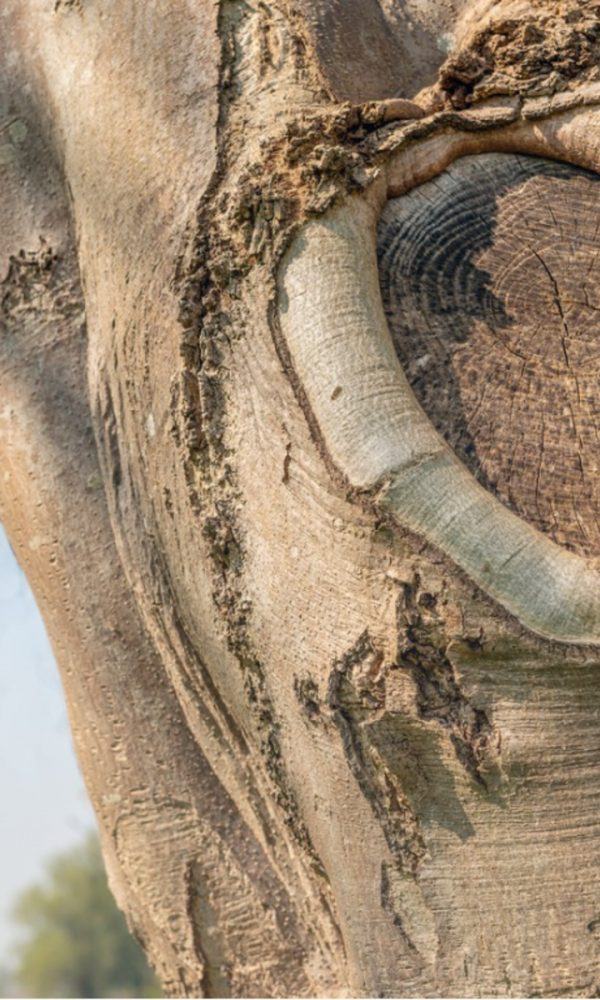 Ağaç Yarası Bakımı ve Nedenleri: Ağaç Yaralarının Türlerini Anlamak
