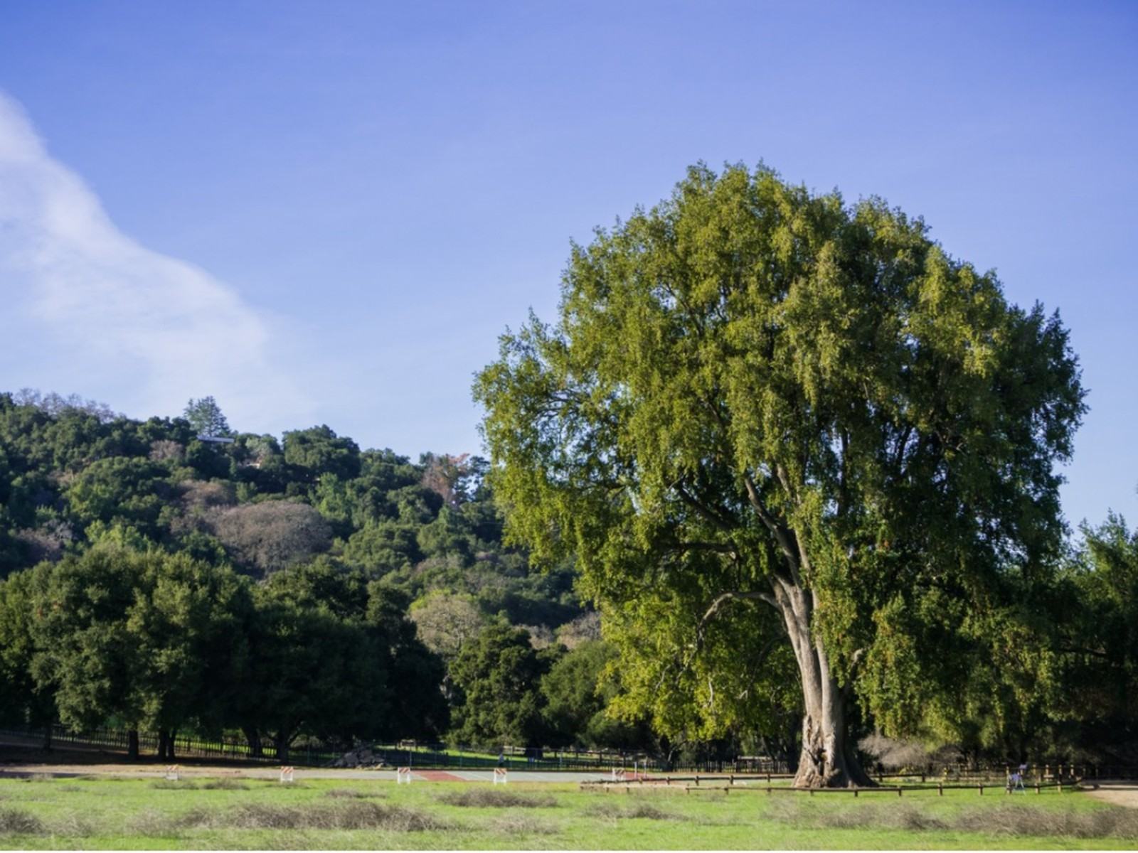 California Körfezi Defne Ağacı Bilgisi – California Laurel Bay Kullanımları