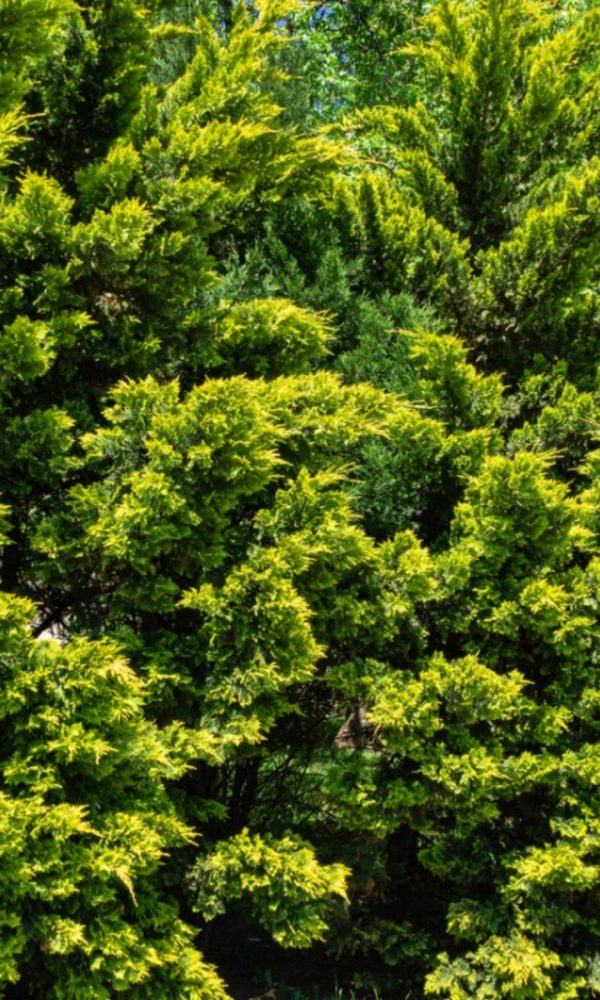 Murray Selvi Nedir – Murray Selvi Ağaçları Nasıl Büyütülür