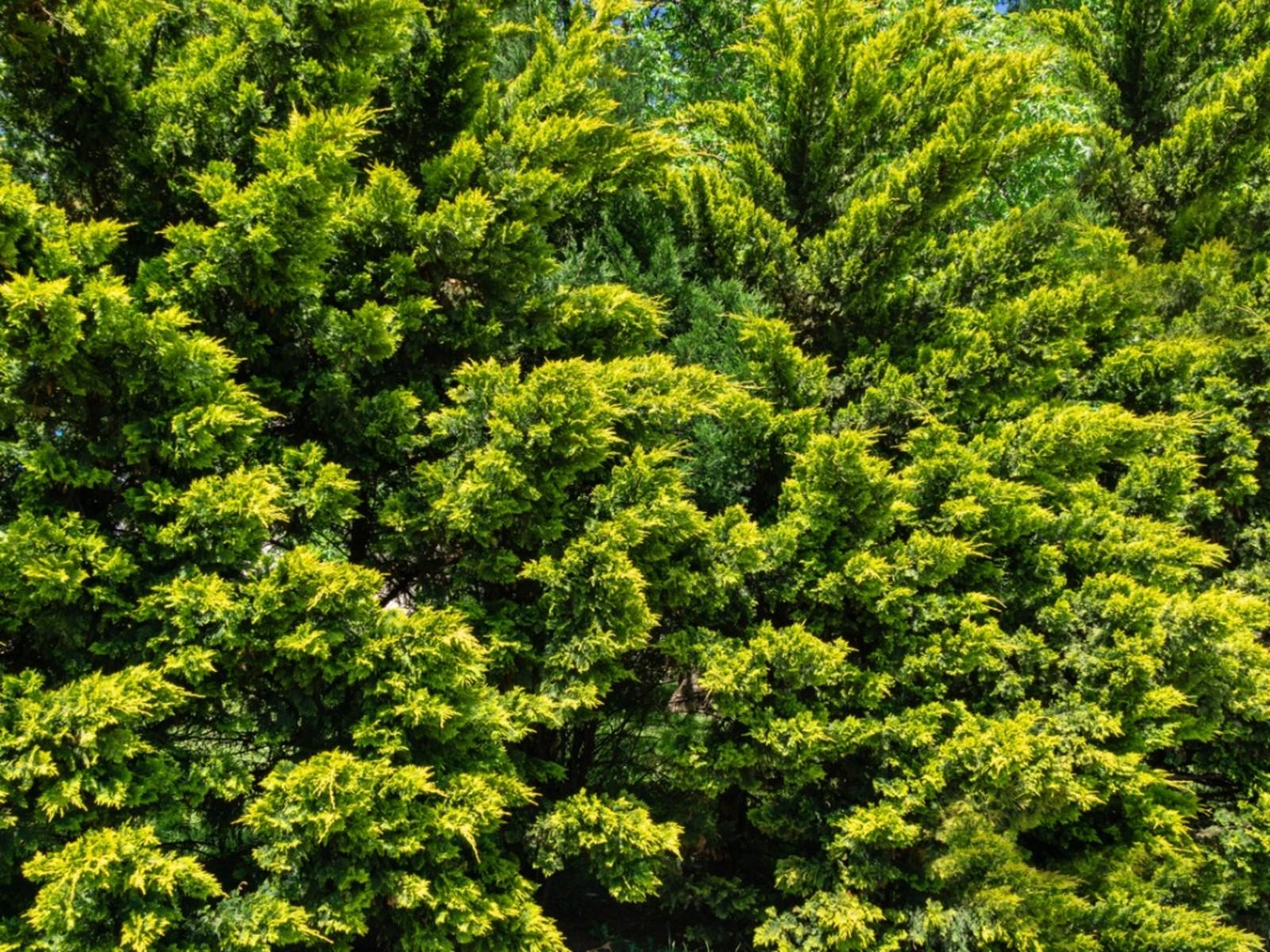 Murray Selvi Nedir – Murray Selvi Ağaçları Nasıl Büyütülür