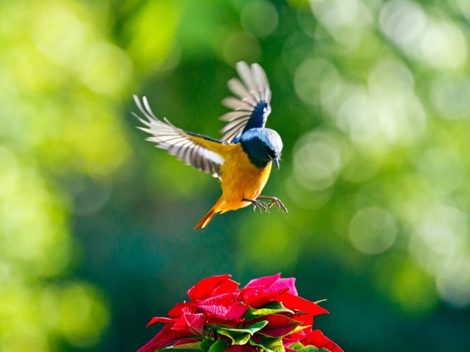 Kuş Bahçesi Nedir – Kuşlar İçin Bahçıvanlık İpuçları