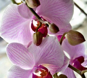 Büyüyen Catasetum: Catasetum Orkide Türü Bilgisi