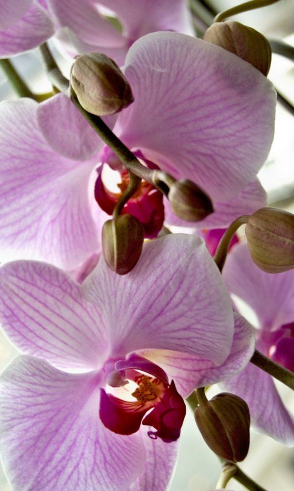 Büyüyen Catasetum: Catasetum Orkide Türü Bilgisi