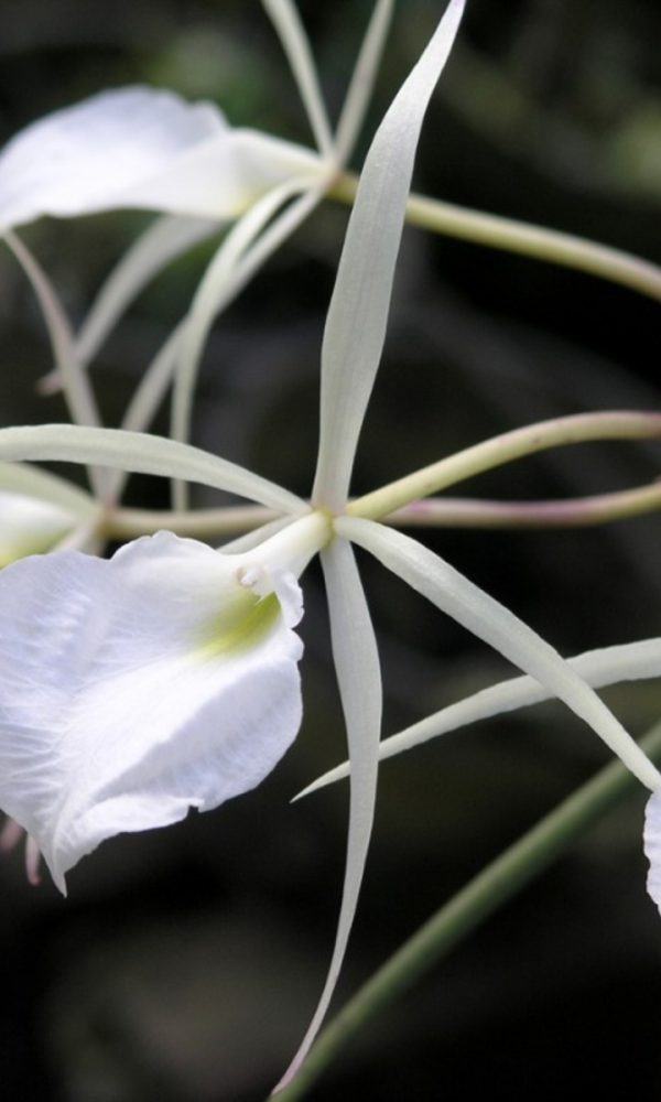Brassavola Orkide Nedir – Brassavola Orkide Bakımı