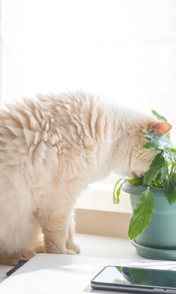Bir Kedinin Zarar Gördüğü Bitkiyi Kurtarmak – Bitkilerde Çiğnenebilir Düzeltilebilir