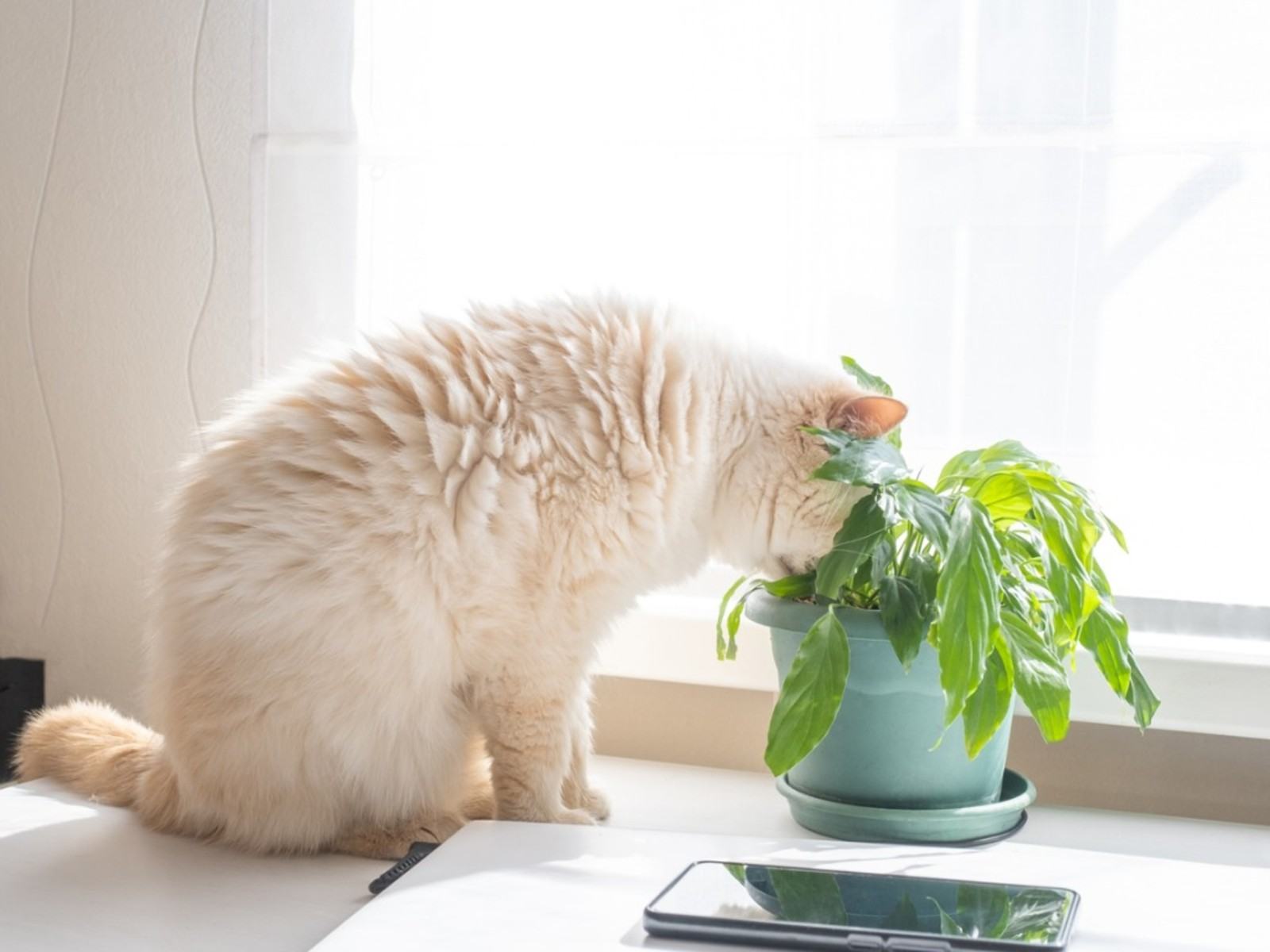 Bir Kedinin Zarar Gördüğü Bitkiyi Kurtarmak – Bitkilerde Çiğnenebilir Düzeltilebilir