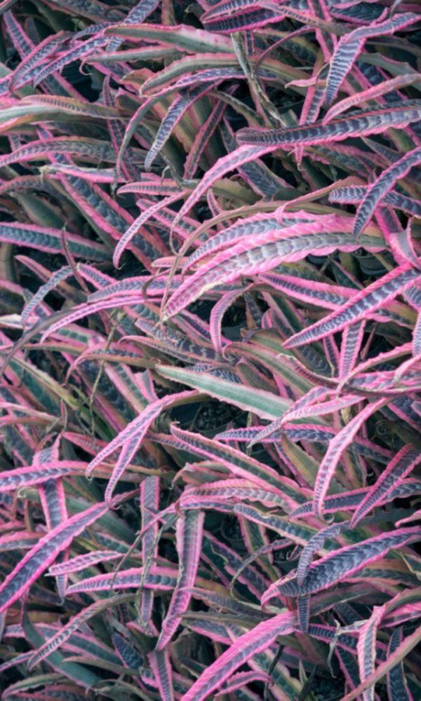 Cryptanthus Earth Star – Cryptanthus Bitkileri Nasıl Yetiştirilir
