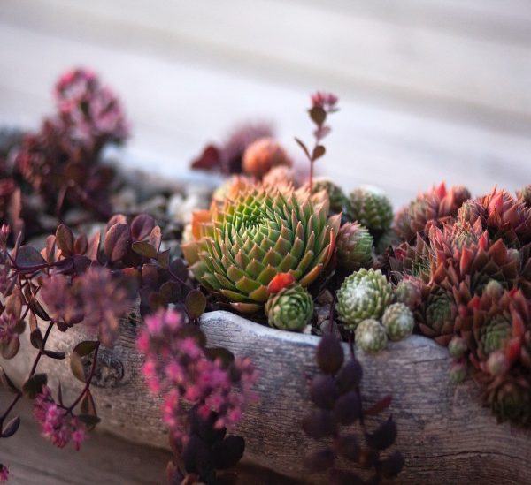 How To Care For Succulent Plants Indoors And Outdoors?