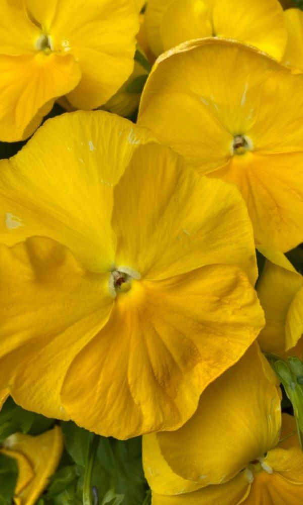 Sarı Çiçek Açan Yıllıklar – Büyüyen Parlak Sarı Yıllıklar