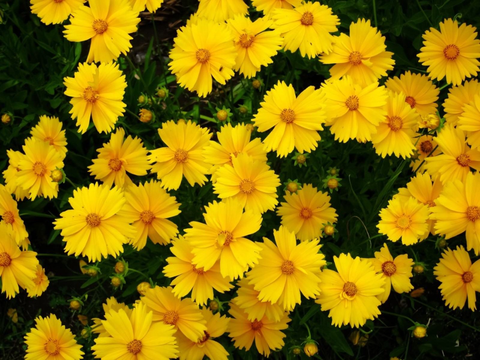 Sarı Çok Yıllık Çiçekler – Büyüyen Sarı Renk Çok Yıllıklar