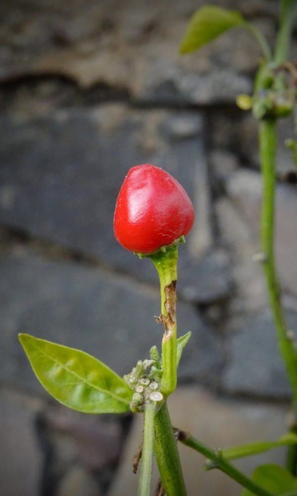 Pequin Biber Tohumu Ekimi – Pequin Peppers Nasıl Yetiştirilir