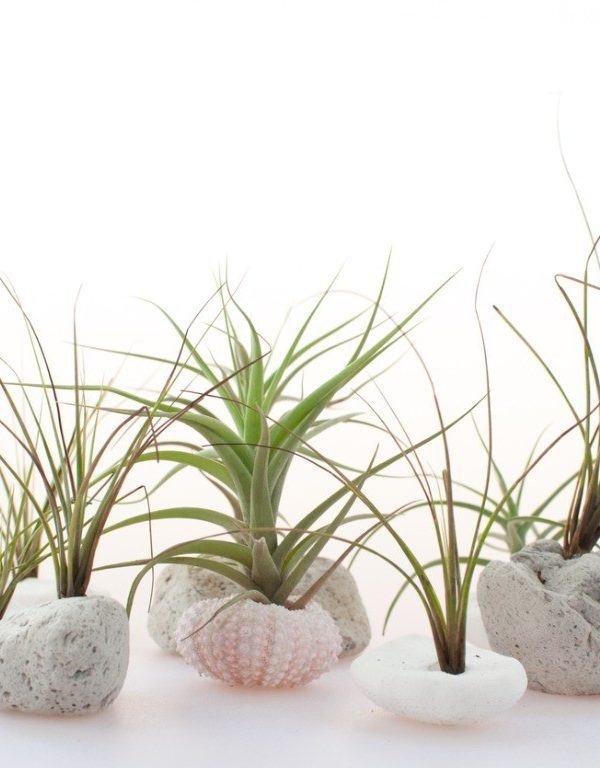 Tiny Plants – Miniature Plants For Small Spaces