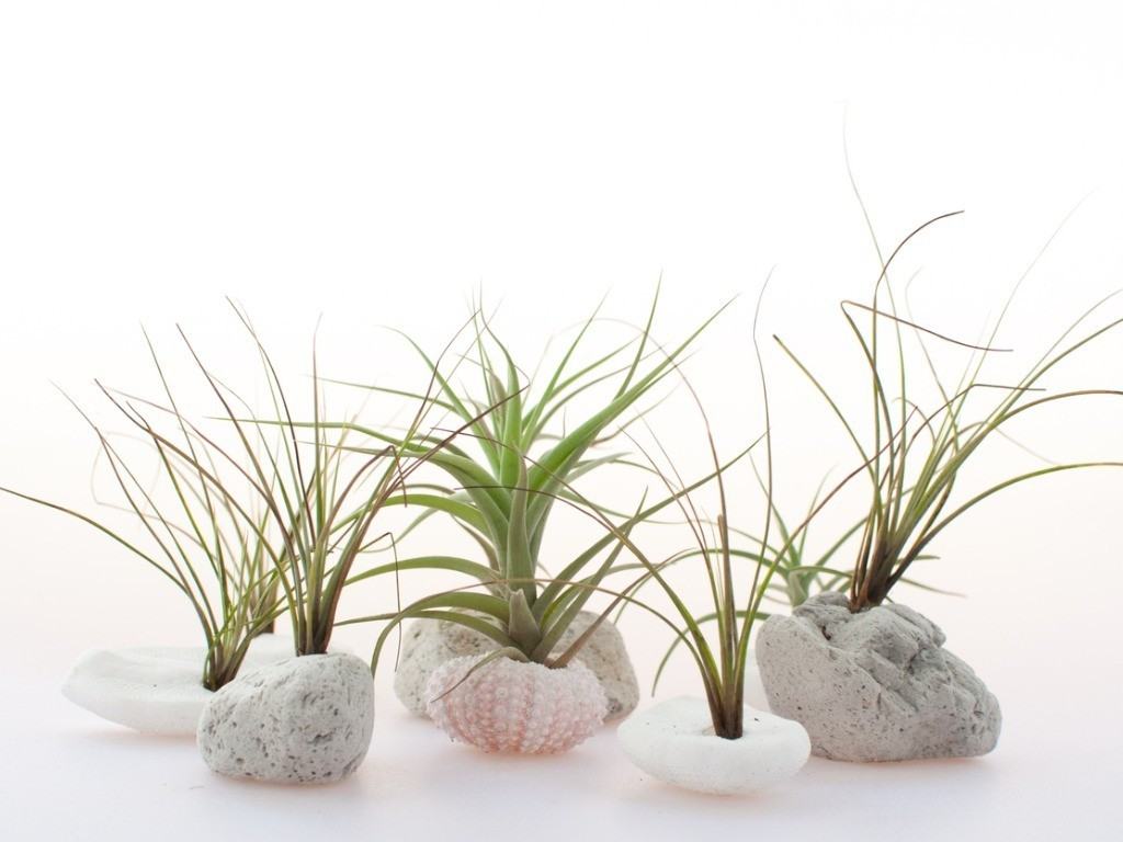 Tiny Plants – Miniature Plants For Small Spaces