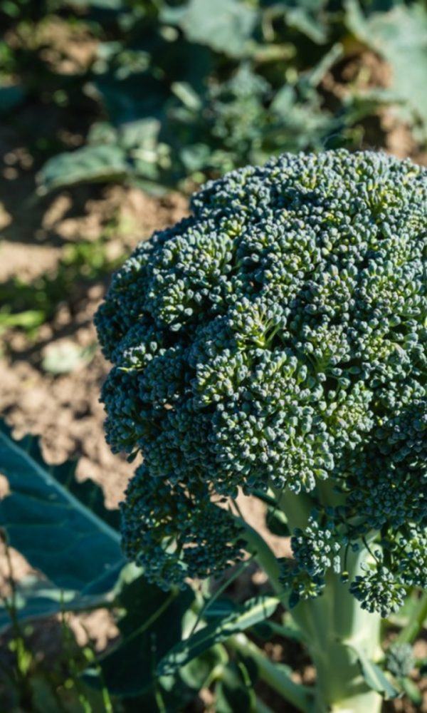 Calabrese Brokoli Nedir – Calabrese Filizlenen Brokoli Hakkında Bilgi