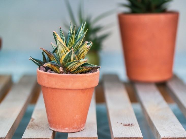 Why My Succulents Turning Brown? Türkiye nin Sukulent ve Kaktüs Marketi!