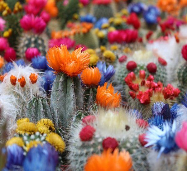Evinize Ekleyebileceğiniz 13 Güzel Kaktüs Çiçeği