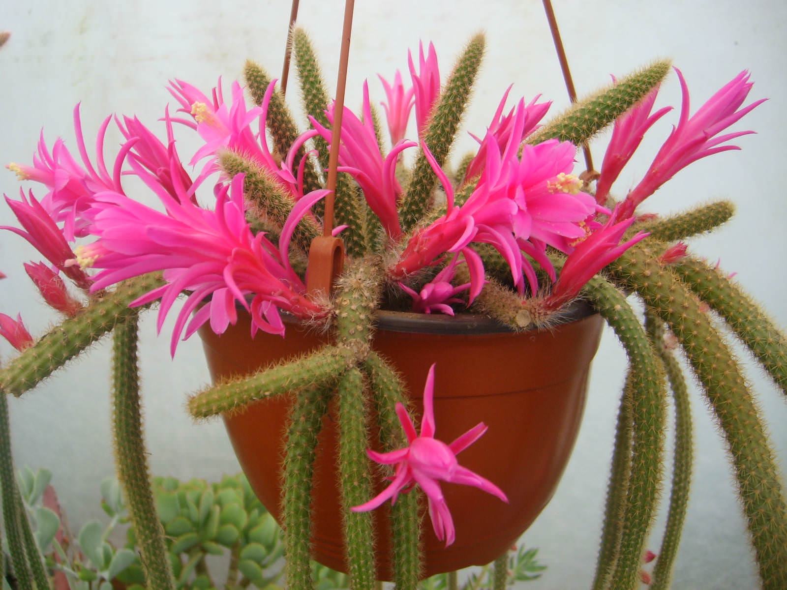 Disocactus flagelliformis (Rat Tail Cactus) - Trkiye nin Sukulent ve Kakts  Marketi!