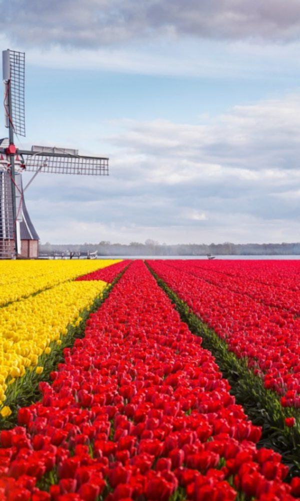 Hollanda Bahçe Stili – Hollanda Bahçesi Nasıl Büyütülür