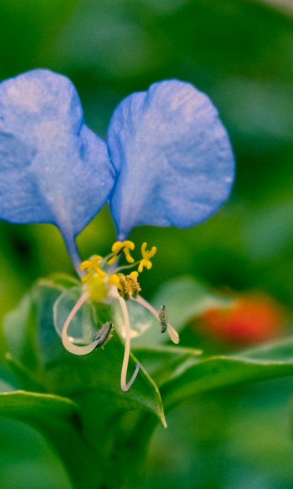 Tropikal Spiderwort'u Kontrol Etme – İstilacı Tropikal Spiderwort Yönetimi Hakkında Bilgi Edinin
