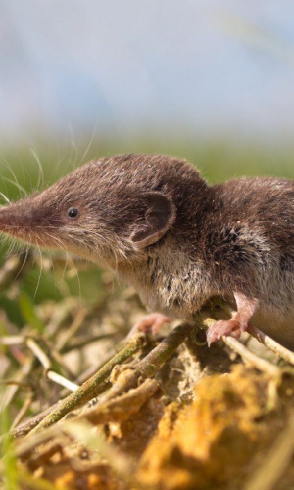 Bahçedeki Kır fareleri: Kır faresi Kontrolü Gerekli mi?
