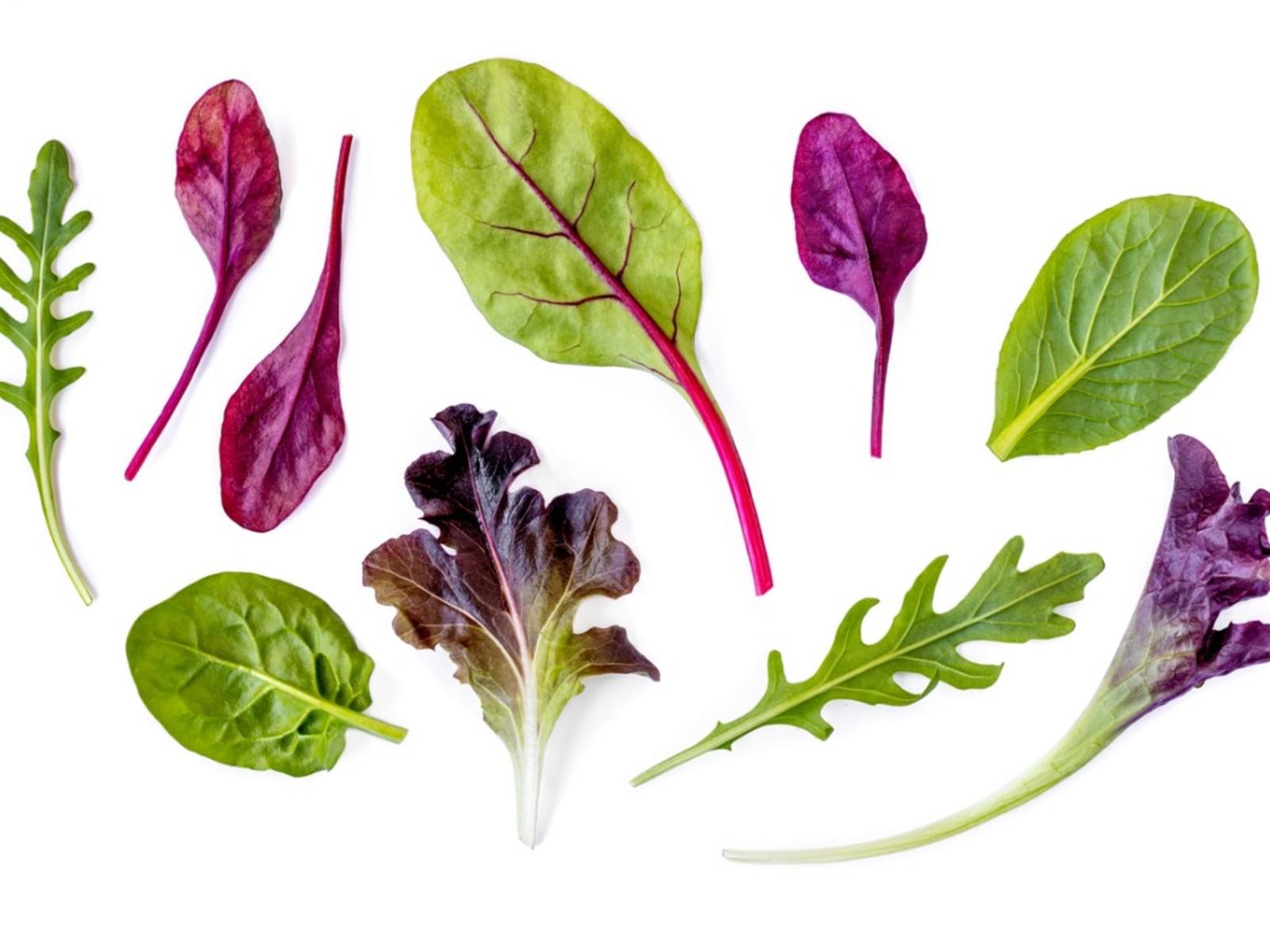 Marul için Yedekler – Büyüyen Alternatif Salata Yeşilleri