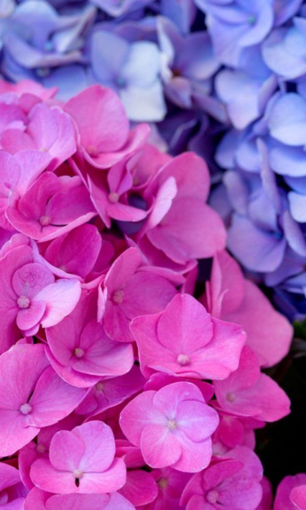 Çiçekler Neden Renk Değiştirir – Çiçek Renk Değişiminin Arkasındaki Kimya