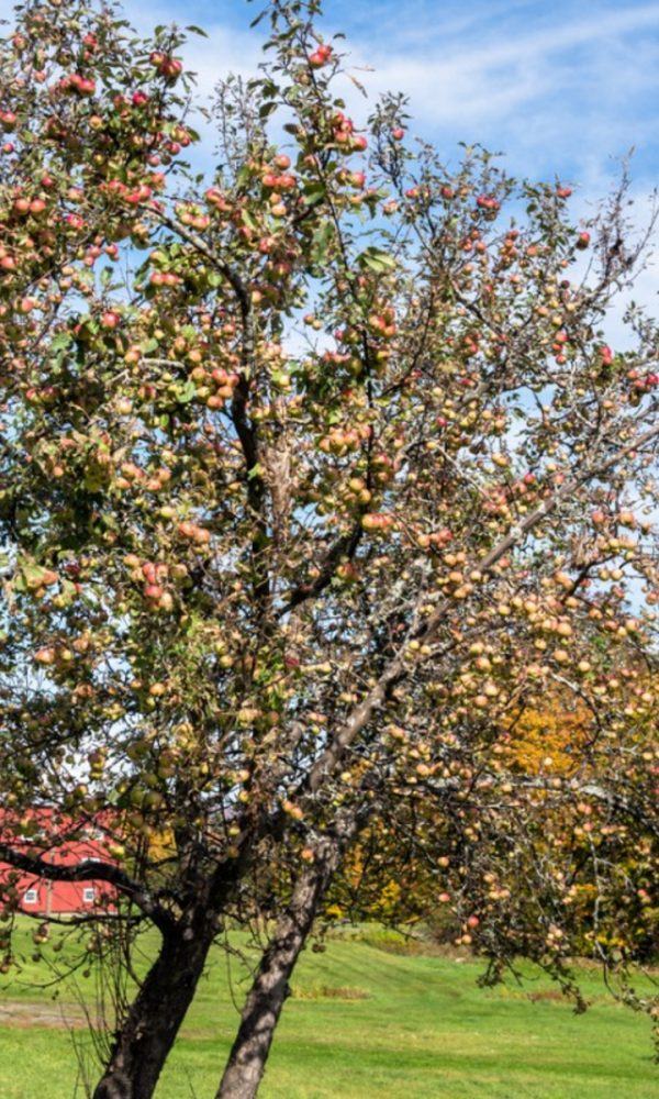 Kuzeydoğu İçin Meyve Ağaçları – New England Meyve Ağaçlarını Seçmek