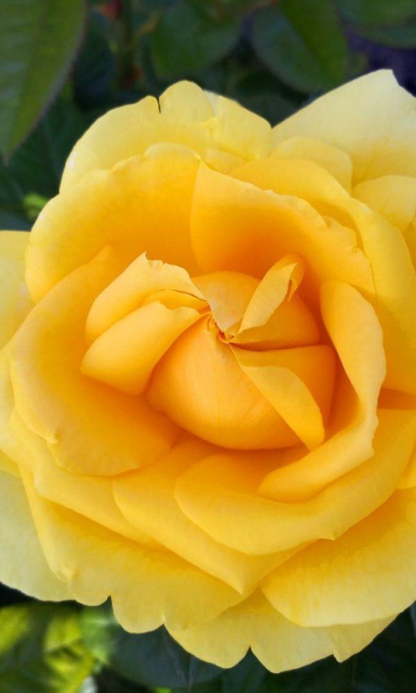 En Güzel Güller – Güzel Romantik Güller
