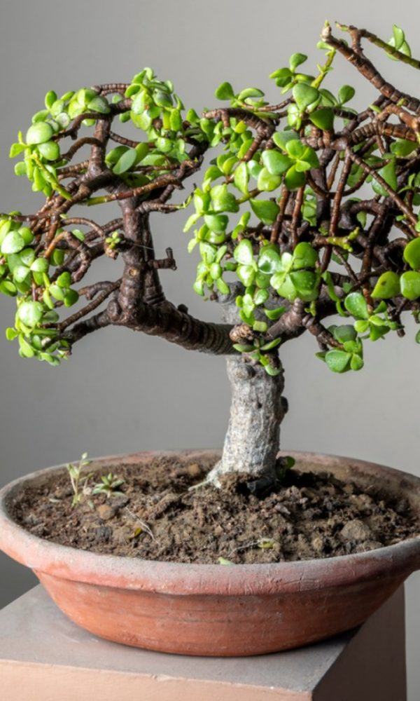 Etli Bonsai Ağaçları – Bonsai Görünümlü Sulu Meyveleri Seçmek